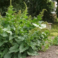 Heirloom Non-GMO Henry Plant Seeds for Garden – Unique Foliage Variety