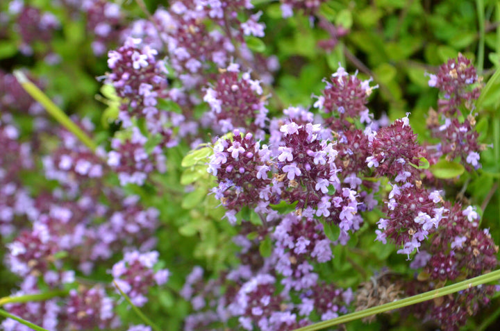 Serpyllum Violet Seeds for Planting – Organic, Heirloom, Non-GMO Creeping Thyme Seeds