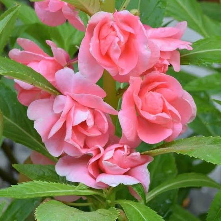 Heirloom Non-GMO Pink Balsamine Flower Seeds for Garden Planting – Bright Annual Blooms