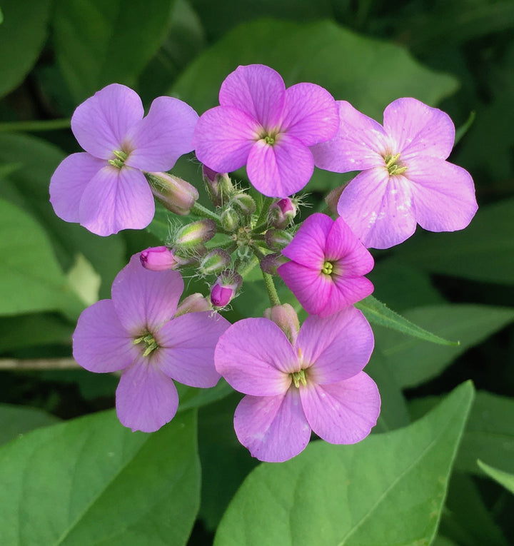 Dame's Rocket Violet Flower Seeds – Organic, Heirloom, Non-GMO Seeds for Planting