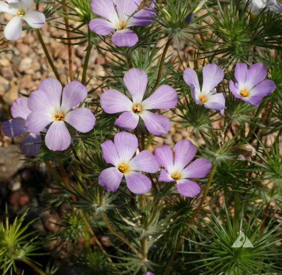 Lavender Linanthus Flower Seeds for Planting NON GMO Seeds
