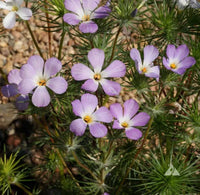Lavender Linanthus Flower Seeds for Planting NON GMO Seeds
