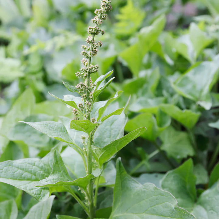 Henry Green Plant Seeds for Planting – Organic, Heirloom, Non-GMO Garden Seeds