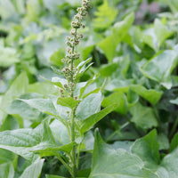 Henry Green Plant Seeds for Planting – Organic, Heirloom, Non-GMO Garden Seeds