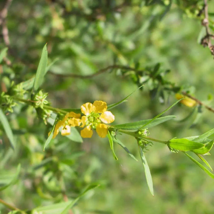 Heirloom Non-GMO Yellow Heimia Flower Seeds for Bright Garden Edges and Seasonal Planting