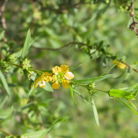 Heirloom Non-GMO Yellow Heimia Flower Seeds for Bright Garden Edges and Seasonal Planting