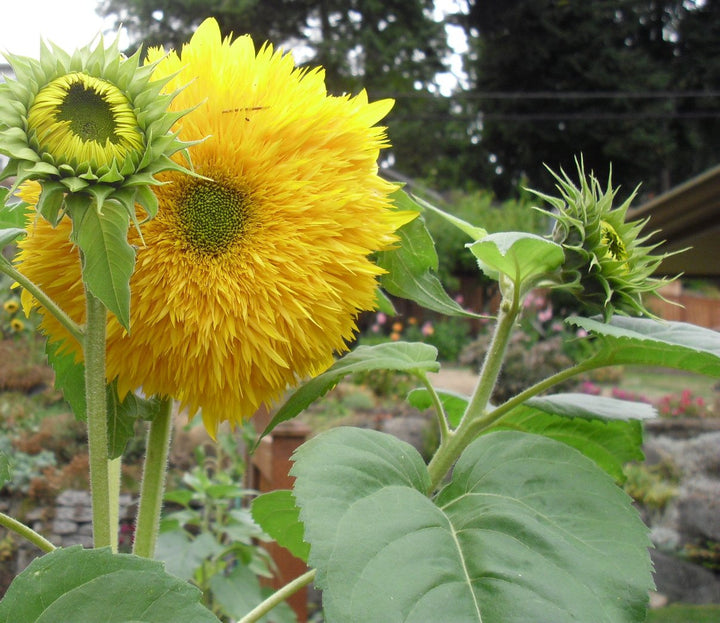 Honey Bear Yellow Flower Seeds for Planting – Organic, Heirloom, Non-GMO Seeds