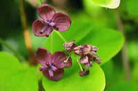 Akebia Flower Seeds for Planting, Fresh - NON GMO Seeds