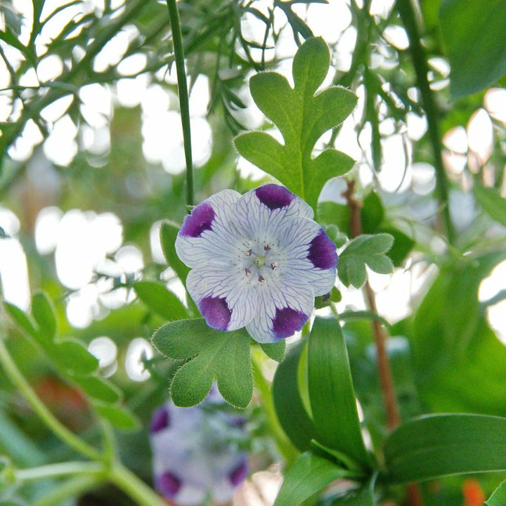 Heirloom Non-GMO White Blue Maculata Flower Seeds for Garden Planting – Striking Bicolor Blooms