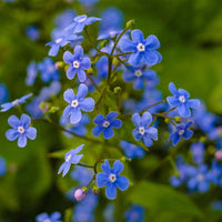 Organic Blue Myosotis Sylvatica Flower Seeds for Planting – Heirloom, Non-GMO