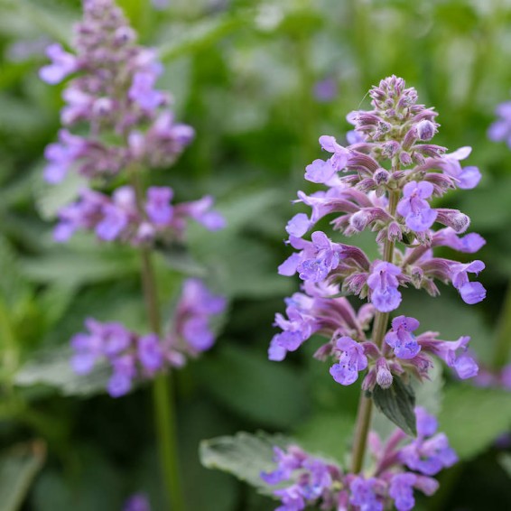 Heirloom Non-GMO Purple Catmint Flower Seeds for Planting – Fragrant Blooming Flower Seeds