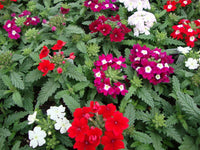 Vervain Flower Seeds for Garden Planting – Heirloom, Non-GMO, Fresh Blooming Variety