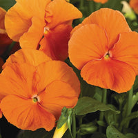 Heirloom Non-GMO Wittrockiana Flower Seeds for Colorful Garden Beds and Seasonal Planting