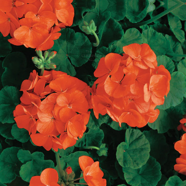 orange Pelargonium Flower Seeds – Non-GMO Seeds for Garden Planting