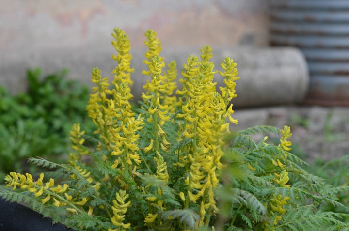 Heirloom Non-GMO Yellow Corydalis Manchu Flower Seeds for Garden Planting