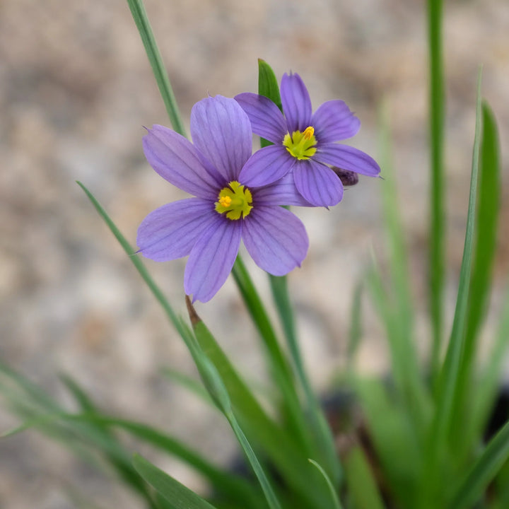 Sisyrinchium Flower Seeds ? Heirloom, Non-GMO, Blue-Eyed Grass Blooms for Garden Planting