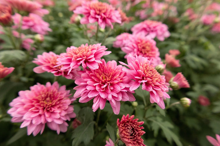 Light Pink Green Chrysanthemum Flower Seeds for Planting, NON GMO Seeds