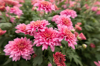 Light Pink Green Chrysanthemum Flower Seeds for Planting, NON GMO Seeds