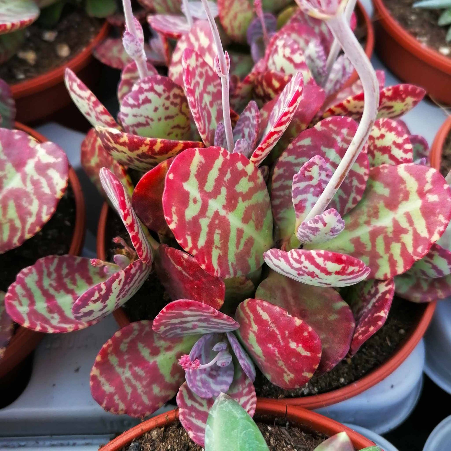 Kalanchoe Humilis Plant Seeds – Heirloom Non-GMO Succulent Seeds for Decorative Garden Pots