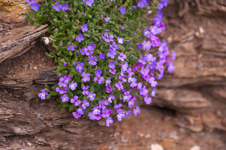 Heirloom Purple Aubrieta Deltoidea Flower Seeds – Non-GMO Seeds for Ground Cover Garden Planting