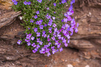 Heirloom Purple Aubrieta Deltoidea Flower Seeds – Non-GMO Seeds for Ground Cover Garden Planting