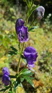 Heirloom Blue Aconitum Napellus Flower Seeds for Planting, Non-GMO
