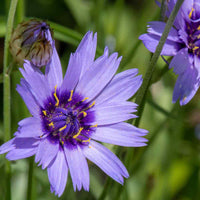 Cupid's Flower Seeds – Heirloom, Non-GMO, Delicate Romantic Blooms for Garden Planting