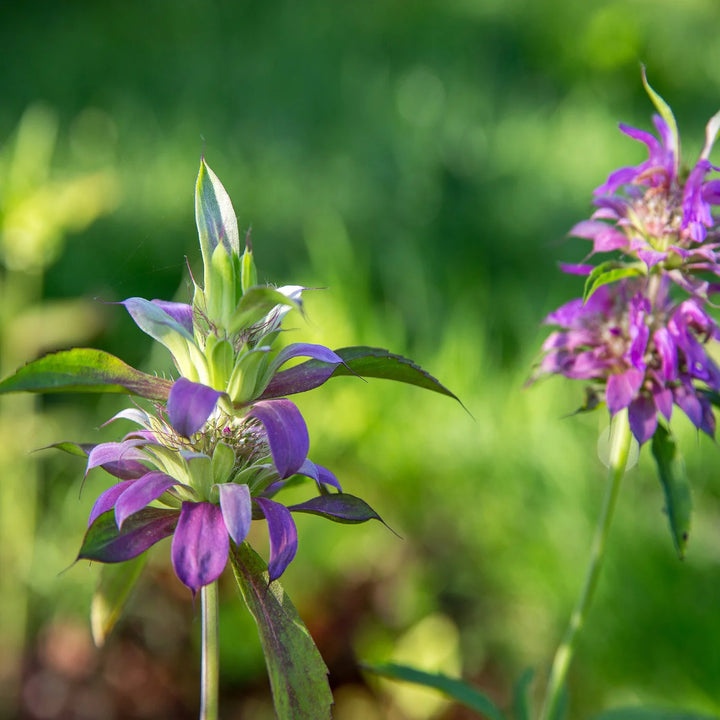 Violet Lemon Bee Flower Seeds for Planting - Heirloom Seeds for Your Beautiful Home Garden