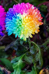 Chrysanthemum Rainbow Flower Seeds for Planting - NON GMO Seeds