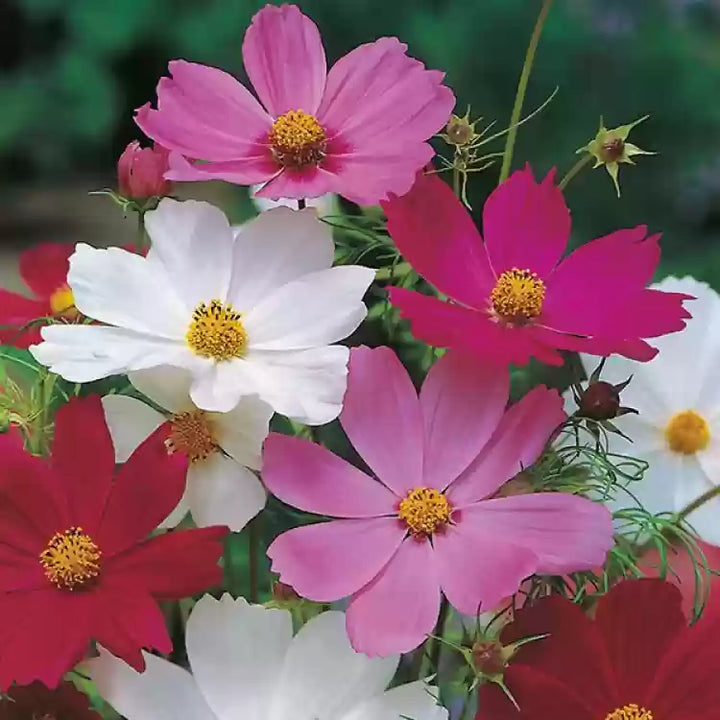 Mix Cosmos Flower Seeds for Planting â€“ Vibrant, Non-GMO, Heirloom Garden Seeds