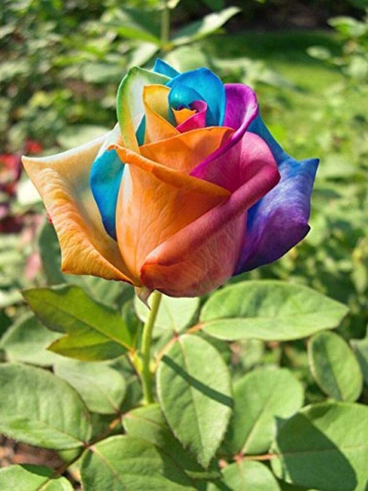 Multicolor Rose Plant Seeds for Garden - Heirloom Non-GMO Seeds for Planting and Growing