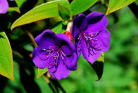 Purple Tibouchina Flower Seeds for Planting - NON GMO Seeds