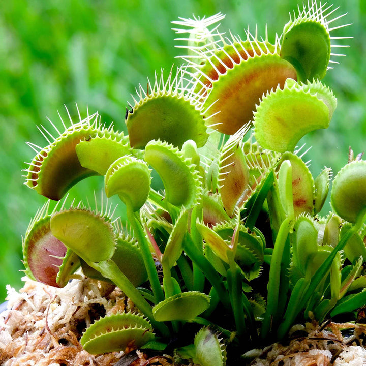 Heirloom Non-GMO Venus Fly Trap Flower Seeds for Carnivorous Indoor and Terrarium Planting