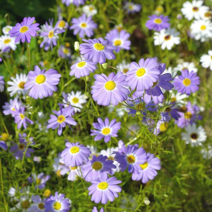 Blue Iberidifolia Flower Seeds for Planting – Heirloom, Non-GMO, Easy to Grow, Perfect for Gardens