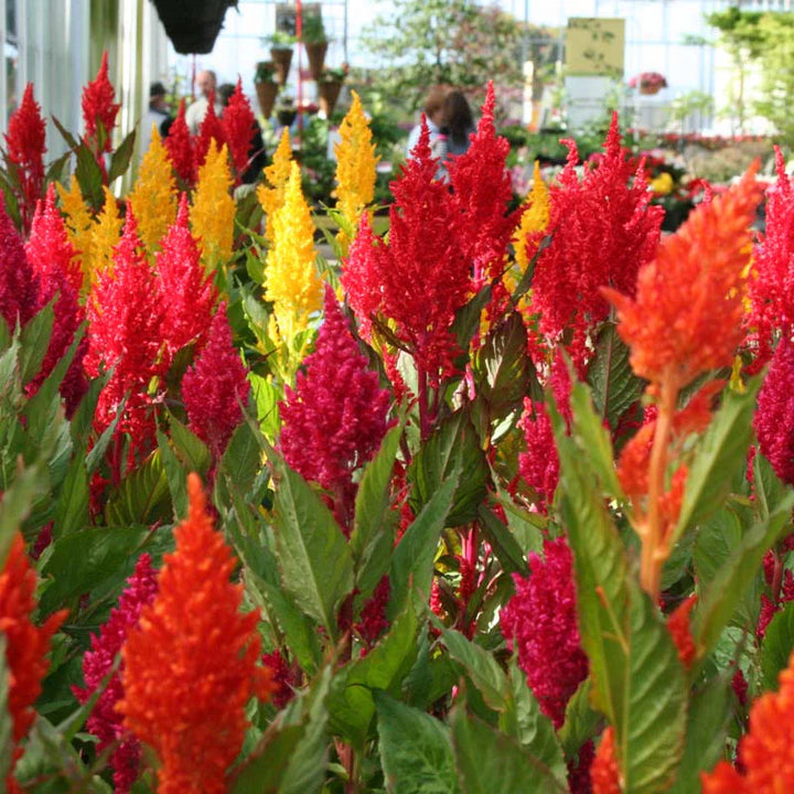 Mixed Celosia Argentea Flower Seeds, Heirloom, Non-GMO Seeds for Planting
