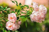 Pink Dawn Rose Plant Seeds for Planting Non-GMO Heirloom Garden Seeds for Growing Beautiful Flowers