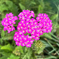 Heirloom Pink Achillea Yarrow Flower Seeds for Planting, Non-GMO