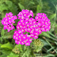 Heirloom Pink Achillea Yarrow Flower Seeds for Planting, Non-GMO
