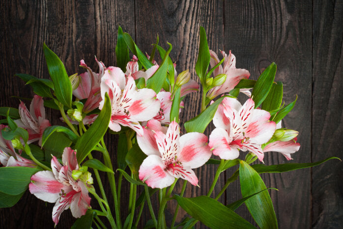 Heirloom Non-GMO Alstroemeria Flower Seeds for Planting – Exotic Peruvian Lily Garden Blooms