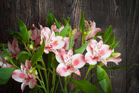 Heirloom Non-GMO Alstroemeria Flower Seeds for Planting – Exotic Peruvian Lily Garden Blooms