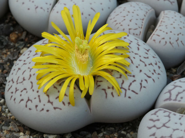 Heirloom Non-GMO Yellow White Dinteranthus Plant Seeds for Garden Planting – Rare Succulent Variety