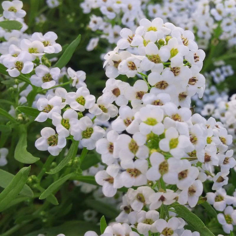 Carpet Flower Seeds for Planting, Heirloom, Non-GMO, 100 pcs