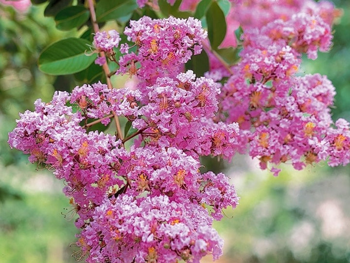 Pink Crape Myrtle Seeds for Planting - NON GMO Seeds