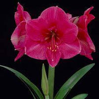 Heirloom Pink Echte Amaryllis Flower Seeds for Planting – Non-GMO, Large Blooming Flower Seeds