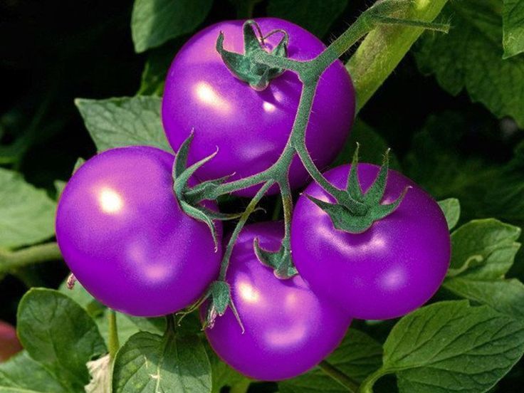Violet Tomato Vegetable Seeds for Planting - 100 Pcs pcs