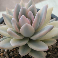 Heirloom Non-GMO Pachyphytum Flower Seeds for Planting – Succulent Blooms for Rock Gardens - Non-GMO for planting in home garden