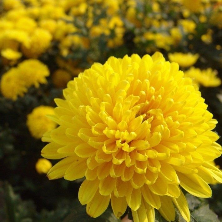 Chrysanthemum Marigold Flower Seeds for Planting 100 pcs -Hierloom Flower Seeds