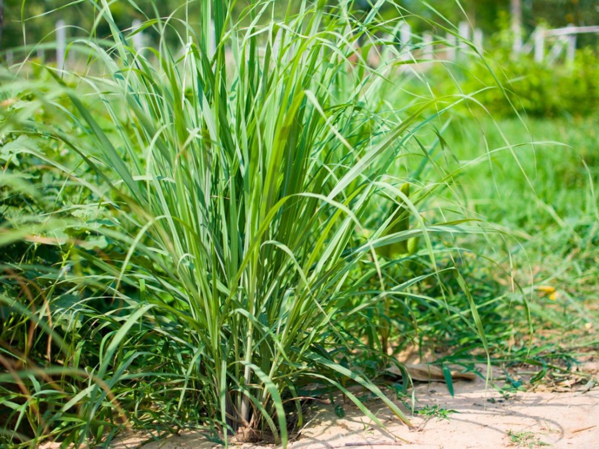 Cymbopogon flexuosus (West Indian Lemongrass) ? Aromatic & Versatile Herb