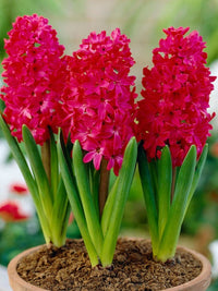 Red Hyacinth Flower Seeds for Planting - 100 pcs