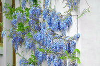 Decorative Blue Wisteria climbing vine enhancing an outdoor landscape.